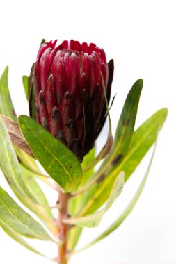 Yeşil yapraklarıyla tamamlanmış çarpıcı bir kırmızı Protein çiçeğinin detaylı görüntüsü, bu eşsiz çiçeğin güzelliğini ve dokusunu minimalist beyaz bir fon üzerinde yakalıyor..