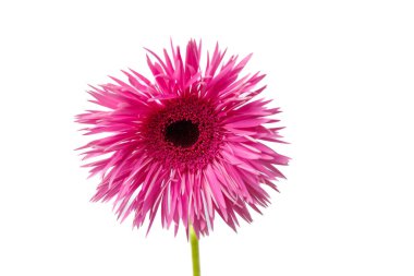 Karmaşık yaprakları olan çarpıcı pembe bir çiçek, sanatsal ilham veya dekorasyon için çarpıcı dokusunu ve canlı rengini gözler önüne seren temiz beyaz bir arkaplan karşısında cesurca duruyor..