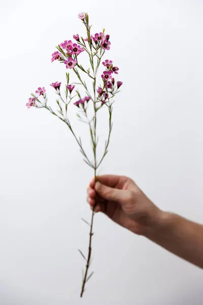 Bir insan nazikçe pembe çiçeklerle ince bir dal tutuyor, temiz beyaz bir arka plana karşı doğanın karmaşık güzelliğini sergiliyor, çiçek zarafetini ve doğal sanatını vurguluyor..