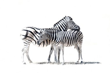 Beyaz üzerine zebra çizimi