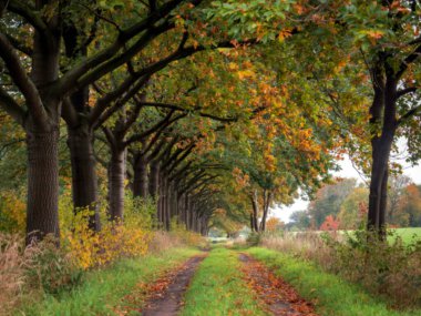 Kuzey Yorkshire, Barlow Common 'da güzel bir sonbahar yeşilliği.
