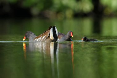 İki ördek gölette yüzüyor.