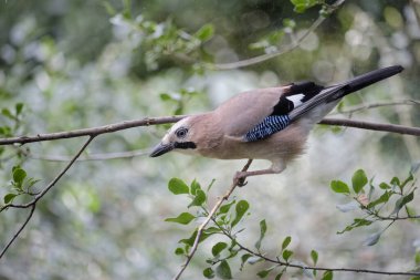 Jay - bir pencerenin arkasında