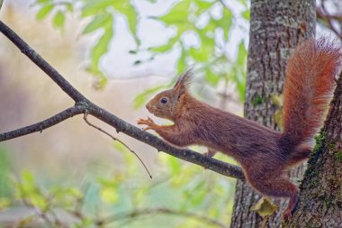 Doğadaki ağaçtaki sincap, Sonbaharda sincap