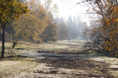 Sis ve ağaçlarla dolu sonbahar manzarası ekim ayında, Ekim 'de sabah.