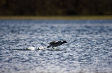 black swan ( cygnus olor ) swimming in a lake clipart