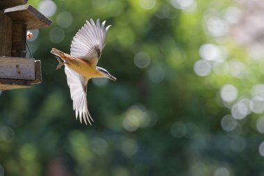 Uçan bir kuşa yaklaş