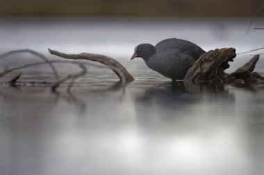Suda yaygın moorhen (fulda gallula)