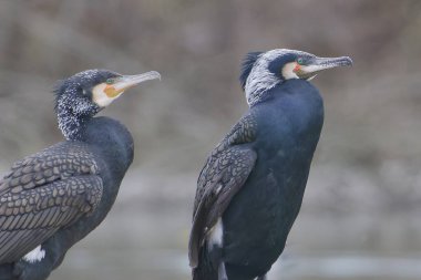 İki büyük karabatak moracrocoracrocorphalus acrocorbo