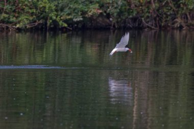 Arktik deniz feneri Fransa 'nın güneybatısında bir gölde balık tutuyor.
