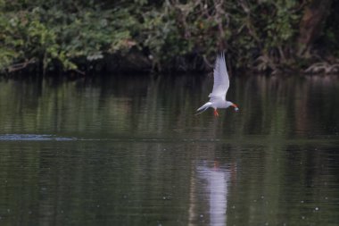 Arktik deniz feneri Fransa 'nın güneybatısında bir gölde balık tutuyor.