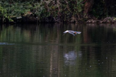 Arktik deniz feneri Fransa 'nın güneybatısında bir gölde balık tutuyor.