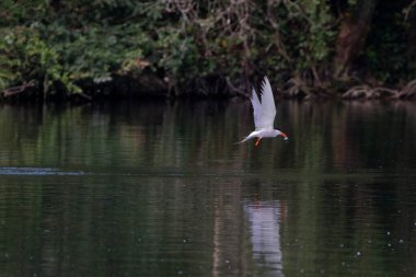 Arktik deniz feneri Fransa 'nın güneybatısında bir gölde balık tutuyor.