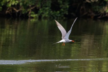 Arktik deniz feneri Fransa 'nın güneybatısında bir gölde balık tutuyor.