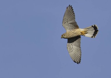 Genel kerkenez (falco tinculus nunculus) )