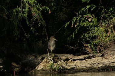 Gece balıkçıl göletin kenarında (Nycticorax )