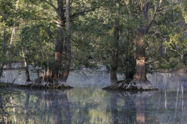 Ormandaki gölün güzel bir görüntüsü.