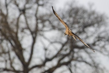 Doğal ortamdaki güzel kırmızı uçurtmanın yakın görüntüsü