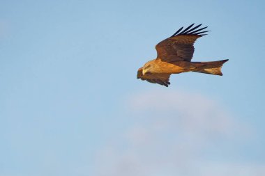 Ormanda uçan kırmızı uçurtma (milvus migrans)