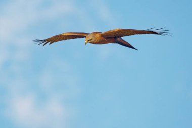 Uçan kırmızı uçurtma, Milvmigrans kuşu, Milvus göçmeni, avlı kuş, gökyüzünde uçan kuş, uçan kuş