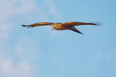 Doğal ortamdaki güzel kırmızı uçurtmanın yakın görüntüsü