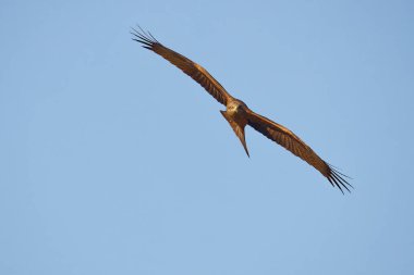 Doğal ortamdaki güzel kırmızı uçurtmanın yakın görüntüsü