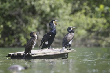 Kanatlarıyla gölde karabataklar