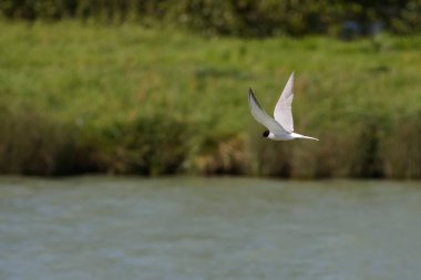 Gölün sularında uçan beyaz bir deniz feneri.