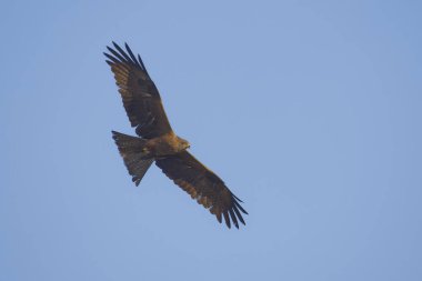 Doğal ortamdaki güzel kırmızı uçurtmanın yakın görüntüsü