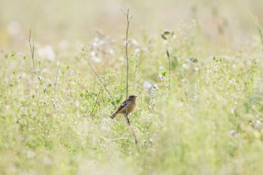 Doğada yaygın Robin.