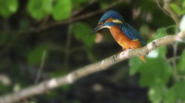 kingfisher, alcedo atthis, bird, wildlife, fauna, fauna, wildlife