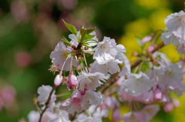 Tokyo 'da kiraz çiçeği, Japonya