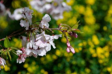 Baharda arkaplan için kiraz çiçeği ya da metin için kopyalama alanı