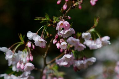 Bahçede beyaz çiçekler