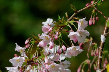 Kiraz çiçeği, ilkbahar çiçeği.