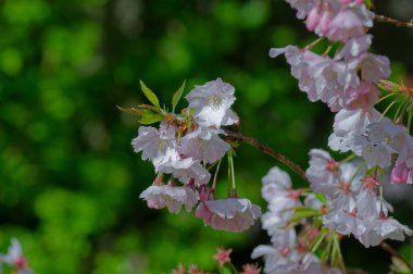İlkbaharda kiraz çiçekleri