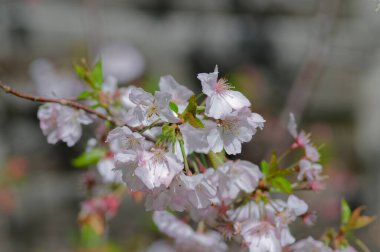 Japonya 'da güzel bir bahar