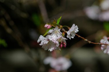 Güzel botanik fotoğrafı, doğal duvar kağıdı.