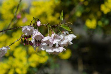 Çiçeklerin güzelliği