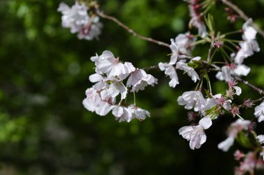 Bahçede beyaz çiçekler