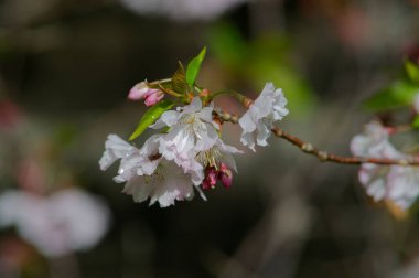 Bahçede güzel bahar çiçekleri