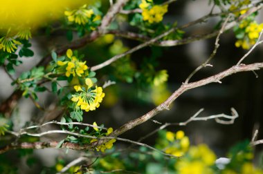 Güzel botanik fotoğrafı, doğal duvar kağıdı.