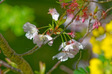 Ağaçtaki bahar çiçekleri