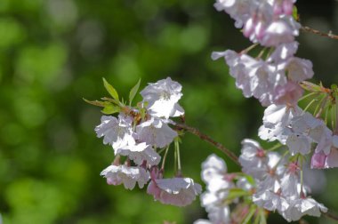 İlkbaharda kiraz çiçekleri.