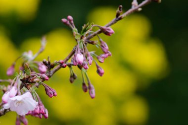 Bahçedeki güzel çiçekler