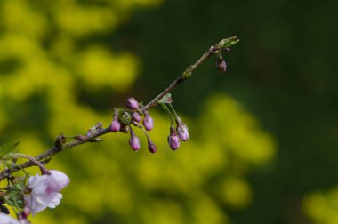 Bahçedeki güzel çiçekler
