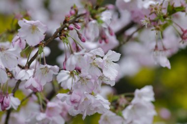 HK 'deki kiraz çiçekleri.