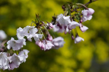 Ağaçtaki güzel çiçekler