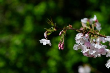 Bahçedeki güzel çiçekler