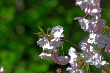 İlkbaharda kiraz çiçeği